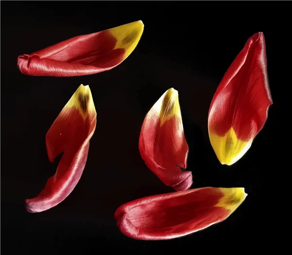 Ilustracja wektorowa realistyczne zdjęcie płatki tulipan — Wektor stockowy