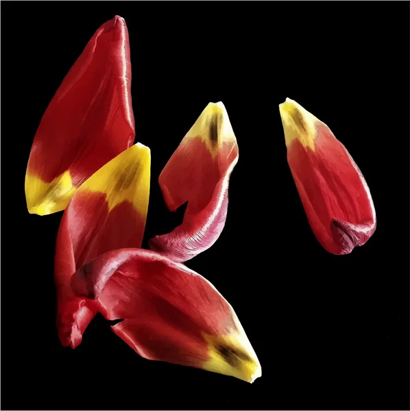 Realistische foto bloemblaadjes tulip vectorillustratie — Stockvector
