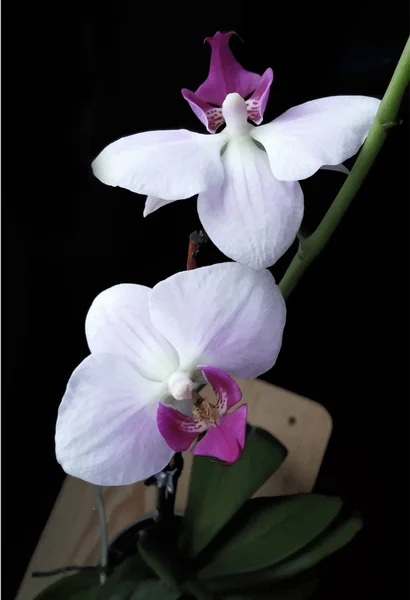 Illustrazione realistica del vettore del fiore del Orchid — Vettoriale Stock