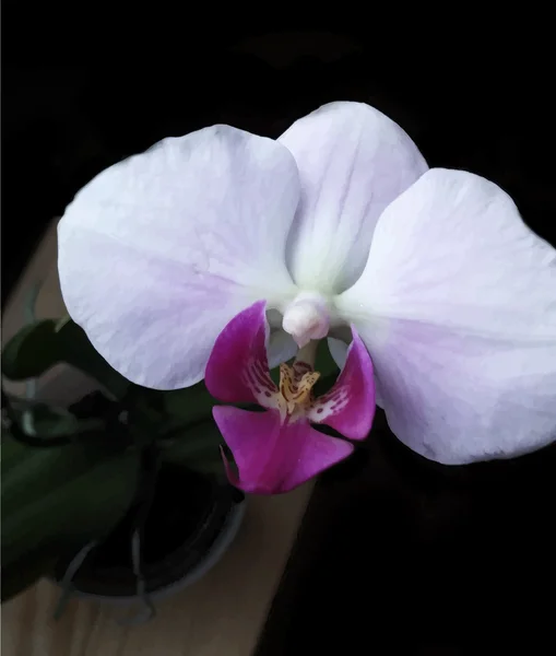 Ilustração realista do vetor da flor do Orchid —  Vetores de Stock