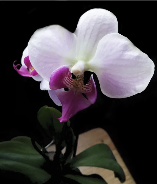 Orchidee realistische Blume Vektor Illustration — Stockvektor