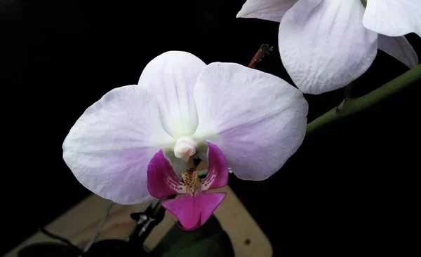 Orchidee realistische Blume Vektor Illustration — Stockvektor