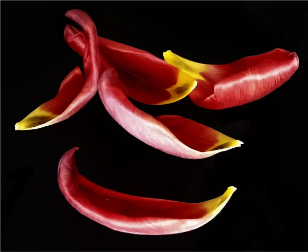 Realistische foto bloemblaadjes tulip vectorillustratie — Stockvector
