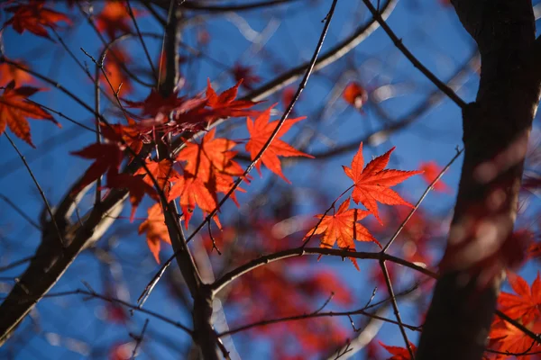 Červené javorové listy na podzim — Stock fotografie