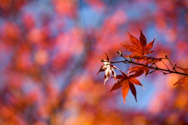 Sonbaharda kırmızı akçaağaç yaprakları
