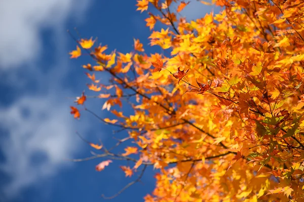 Žluté javorové listy na podzim — Stock fotografie