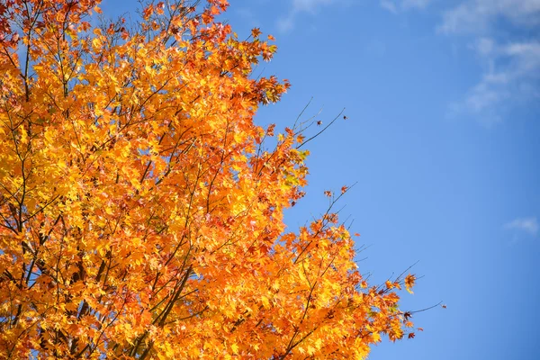 Gelbe Ahornblätter im Herbst — Stockfoto