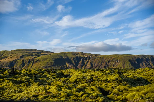 Moosbedeckung auf der Vulkanlandschaft von Island — Stockfoto