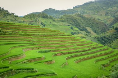 Pirinç alan mu Cang Chai, Vietnam teraslı
