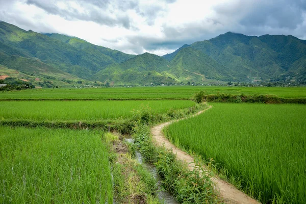 Rýžové pole a horská krajina — Stock fotografie