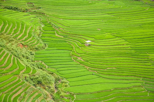 Rizs mező teraszos Tule-faluban, Vietnam — Stock Fotó