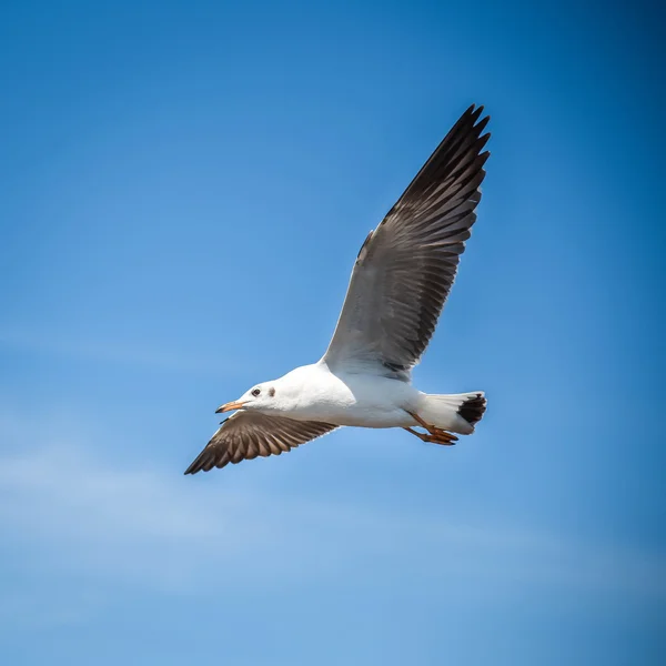 Gaivota voando no céu azul — Fotografia de Stock