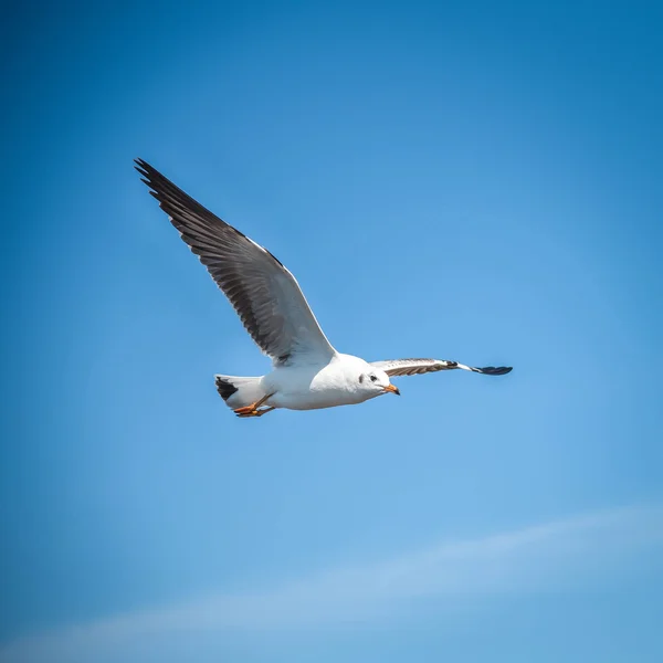 青い空を飛ぶカモメ — ストック写真