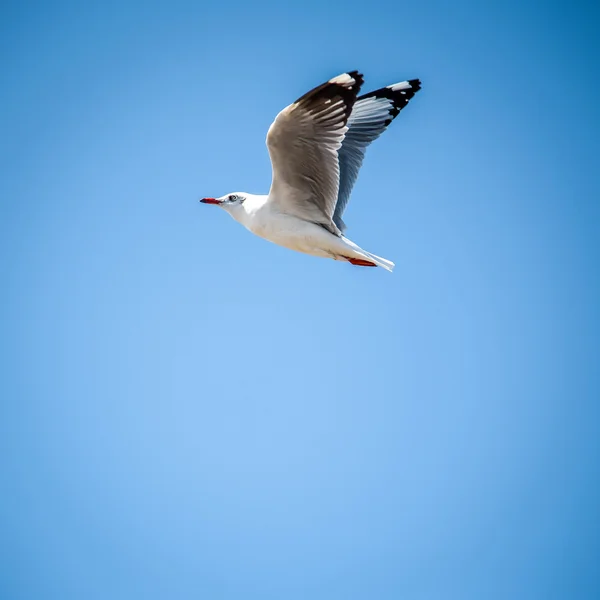 Möwe fliegt in den blauen Himmel — Stockfoto