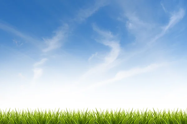 Hierba hierba bajo cielo azul y nubes — Foto de Stock
