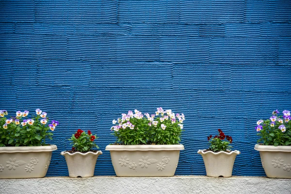 Flowerpots and blue striped texture wall — Stock Photo, Image