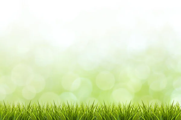 Grass and green blurred background — 图库照片