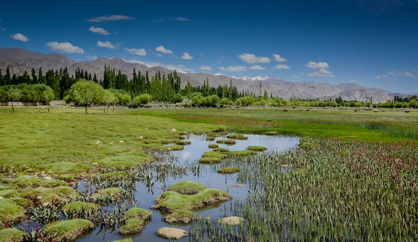 在夏天的湖景观 — 图库照片