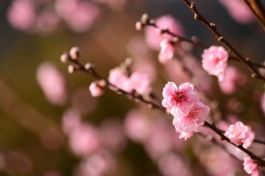 Japon eriği çiçeği-Ume