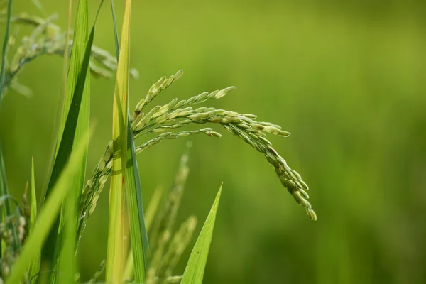 Reispflanze mit Getreide — Stockfoto