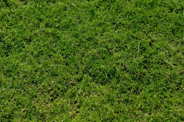Травяная текстура — стоковое фото
