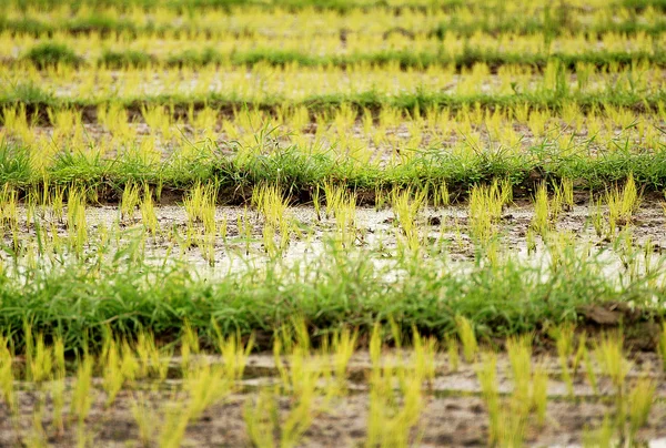 水稻幼苗，水稻芽 — 图库照片