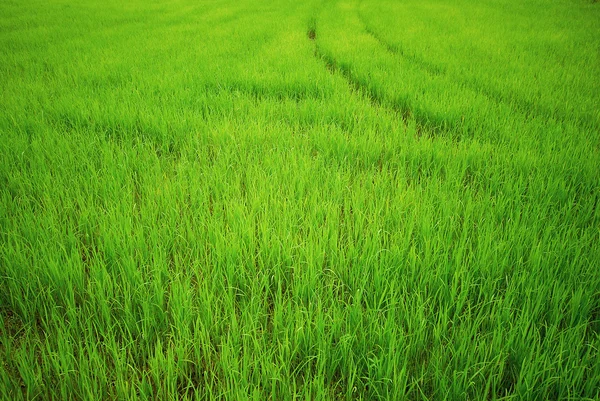 Arroz de arroz, campo verde — Foto de Stock