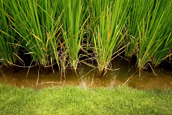 Arroz, planta de cereales — Foto de Stock