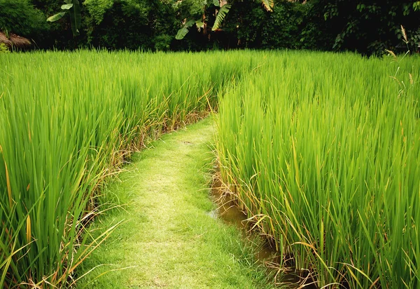 El camino en arroz con cáscara — Foto de Stock