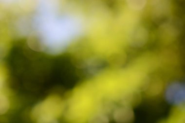 Yeşil doğa bulanık arka plan