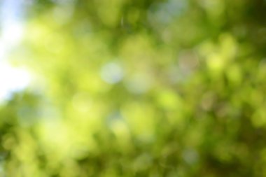 Yeşil doğa bulanık arka plan