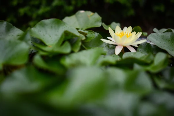 Lotusul galben printre frunzele verzi — Fotografie, imagine de stoc