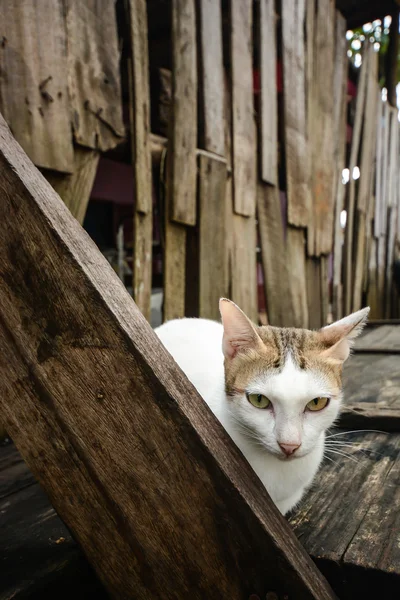 White cat on wood panel — Stock Photo, Image