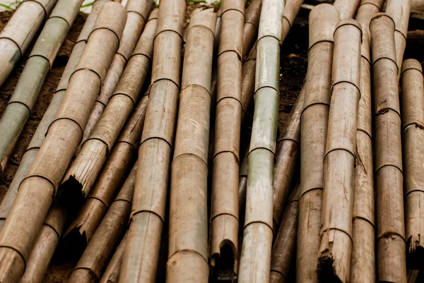 Kuru kalın bambu kutup — Stok fotoğraf