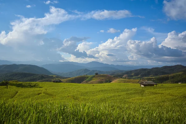 Reisfelder mit blauem Himmel — Stockfoto