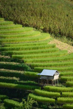 Pirinç terasta siper al