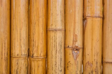 Kuru bambu direk desen arka plan