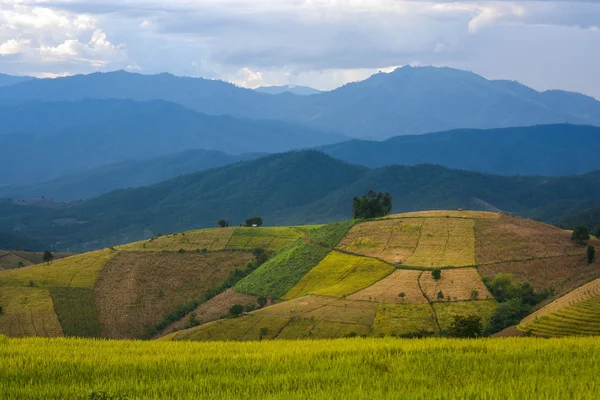 Modèle de plantation en montagne — Photo