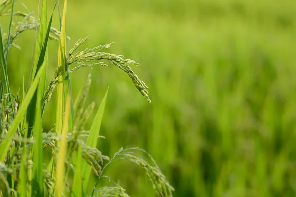 Рисовый завод с зерном на рисовом поле — стоковое фото