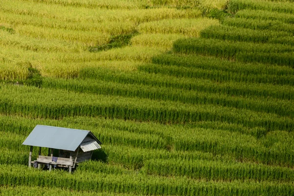 在水稻的露台上小屋 — 图库照片