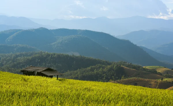 小屋在稻田 — 图库照片