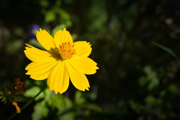 黄花コスモスの花 — ストック写真