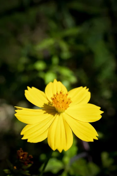 Квітки жовті космос — стокове фото