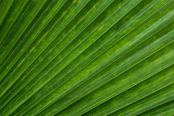 Linjer och konsistens av palmblad — Stockfoto