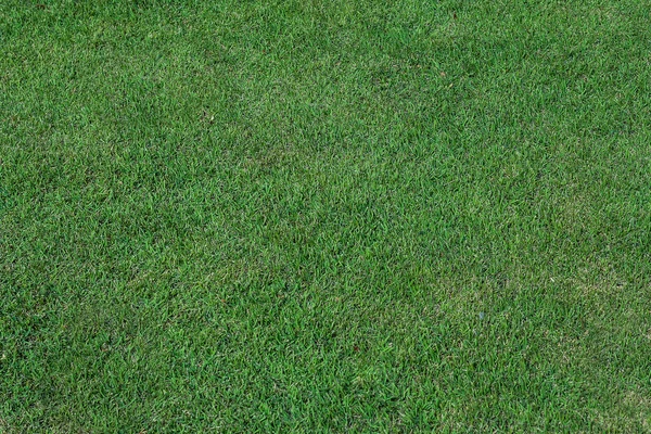 Grass texture background — Stock Photo, Image