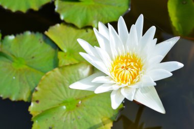 Gölette beyaz nilüfer çiçeği