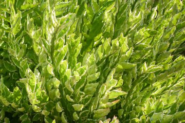 Yeşil yaprak dokusu