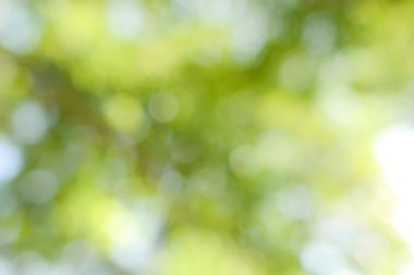 Yeşil doğa arka plan bulanıklık