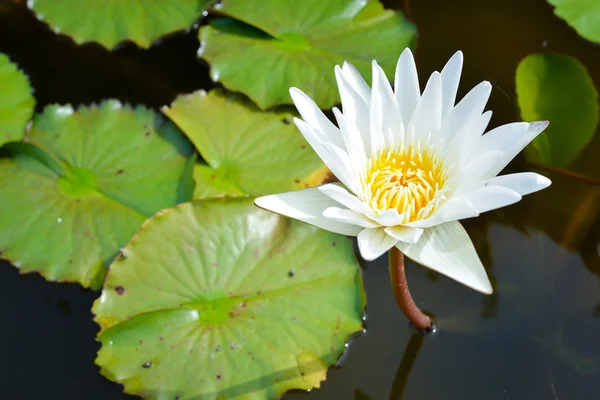 Loto blanco en el estanque — Foto de Stock