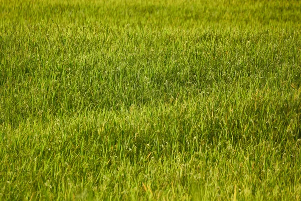 Fondo del campo de arroz — Foto de Stock